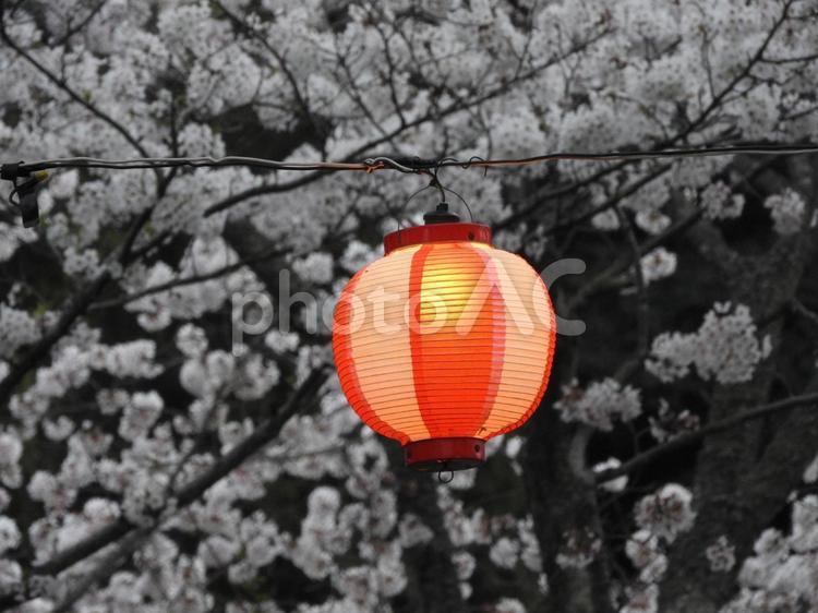 桜と提灯 桜,提灯,お花見の写真素材