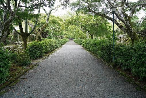 パワースポット 滋賀 西教寺⑤ 参道 パワースポット 滋賀 西教寺⑤ 参道の写真