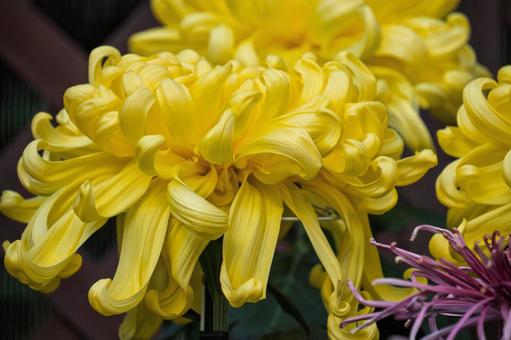 黄色い大輪菊の写真