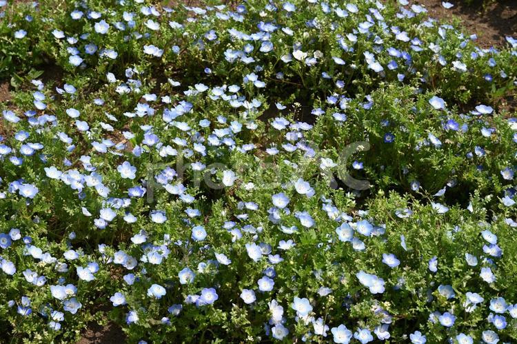 希望の丘農園に咲いているネモフィラ 可憐,屋外,春の写真素材