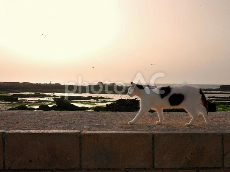 夕方のモロッコのエッサウィラの海と歩く猫 海,猫,夕焼けの写真素材