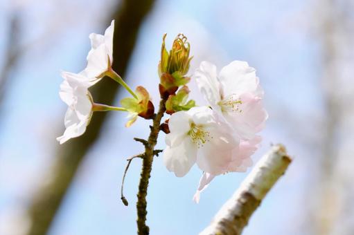 大山桜 大山桜 大山桜,春,花の写真素材