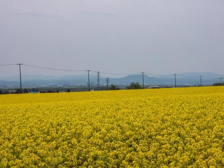 菜の花畑と電柱の写真