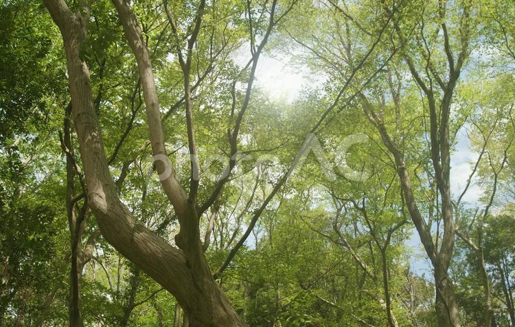 樹木_森林_158 背景,樹木,森の写真素材