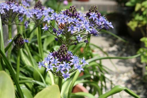 シラー・ベルビアナのマクロ写真 シラー,草花,きれいの写真素材