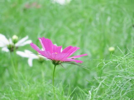 コスモスの花の写真