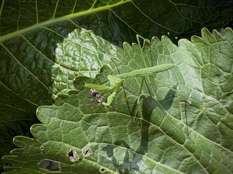 捕食中のカマキリ 03 捕食中のカマキリ 03 鎌切,カマキリ,昆虫の写真素材