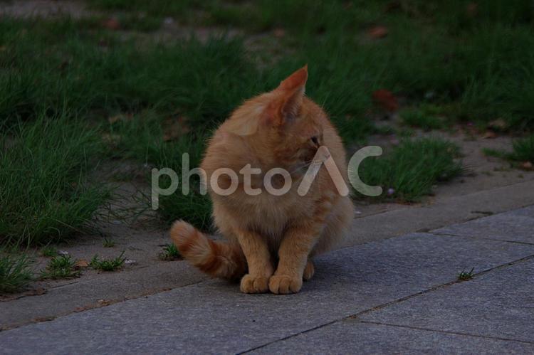 春のたそがれの公園猫 ネコ,猫,公園猫の写真素材