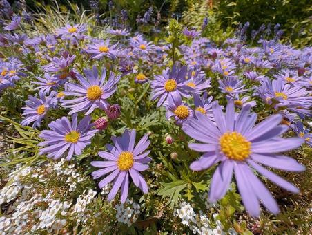 広がるお花畑 花,風景,自然の写真素材