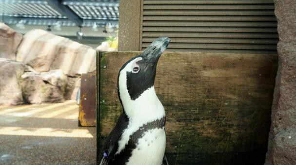 ペンギン ペンギンの写真