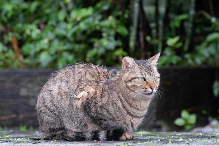 雨でしっとりしてるねこさん ねこ,野良ねこ,小雨の写真素材
