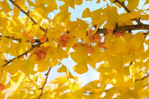 銀杏 銀杏,ギンナン,ぎんなんの写真素材