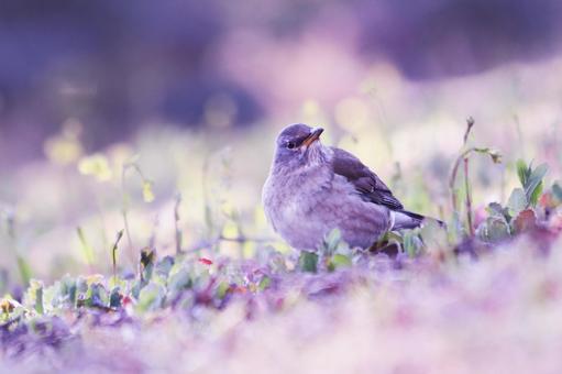 草原に降りた野鳥のシロハラ 野鳥,シロハラ,冬の写真素材