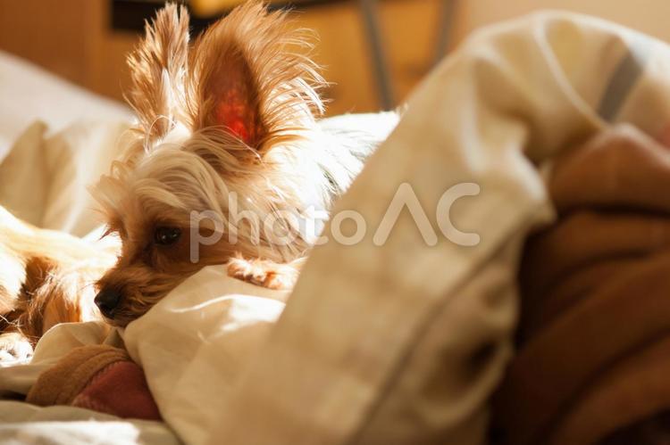 ヨークシャーテリア 犬,いぬ,イヌの写真素材