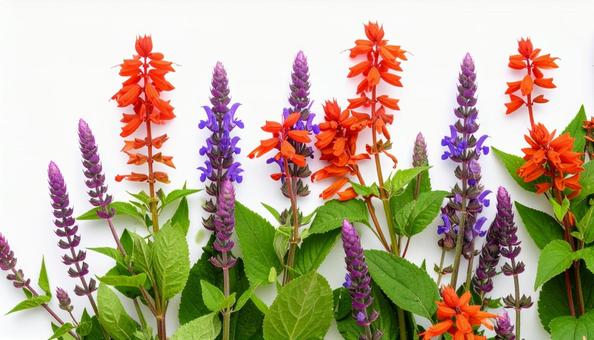秋の花 サルビア 8月 9月 10月 秋の花 サルビア 8月 9月 10月の写真
