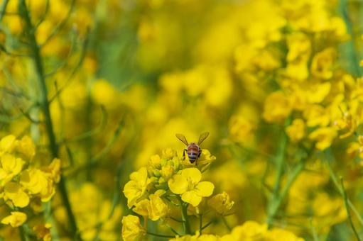菜の花とミツバチ 菜の花とミツバチ 菜の花,ミツバチ,春の写真素材