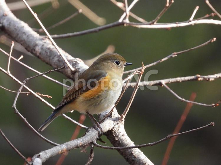 小根山野鳥の森で撮ったルリビタキ♀ バードウォッチング,小鳥,野生の写真素材