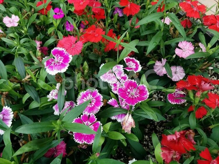 花　ナデシコ ナデシコ,壁紙,一面の写真素材