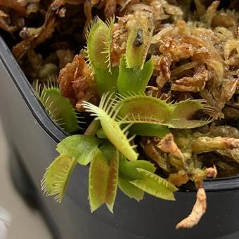 食虫植物 ハエトリソウ 食虫植物 ハエトリソウ 緑,園芸,趣味の写真素材