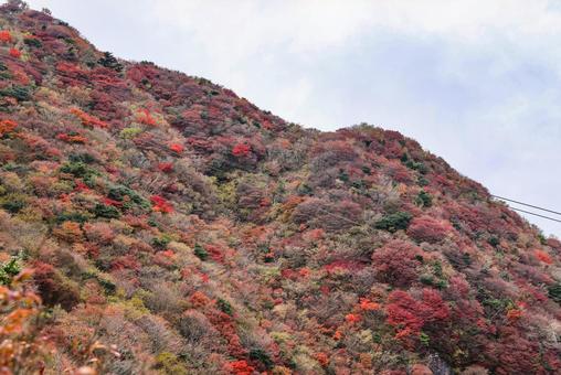 雲仙　妙見岳の紅葉 紅葉,妙見岳,仁田峠の写真素材
