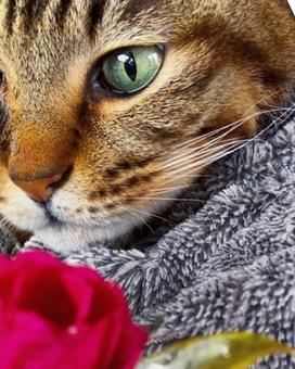 椿とキジトラ 椿とキジトラ 保護猫,キジトラ,可愛いの写真素材