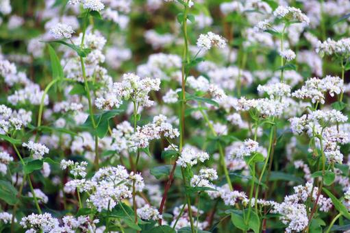 蕎麦の白い花 蕎麦の白い花 そば,秋,白い花の写真素材