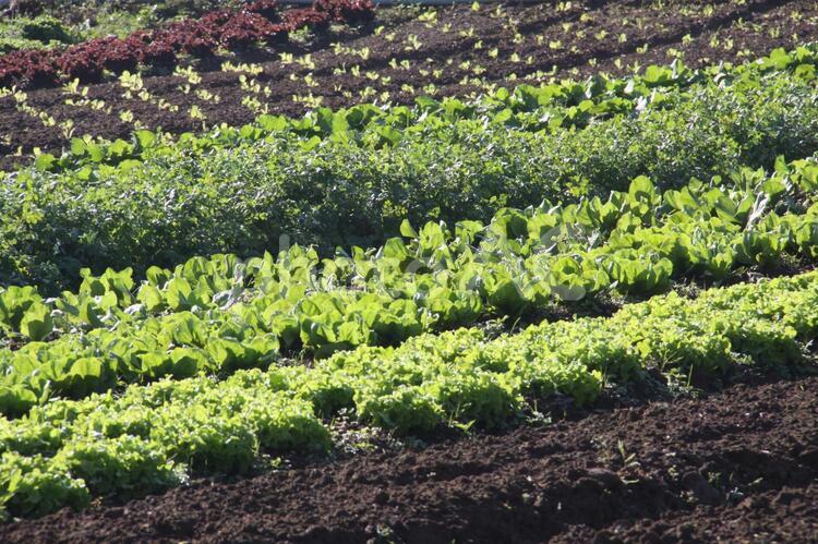 サンパウロ近郊で栽培されているレタス レタス,葉野菜,野菜の写真素材