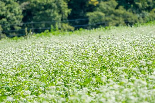 一面に広がる蕎麦の花畑 一面に広がる蕎麦の花畑 蕎麦,花畑,白の写真素材