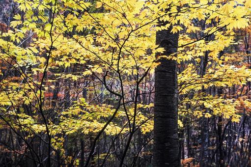 紅葉8 秋,紅葉,枯葉の写真素材