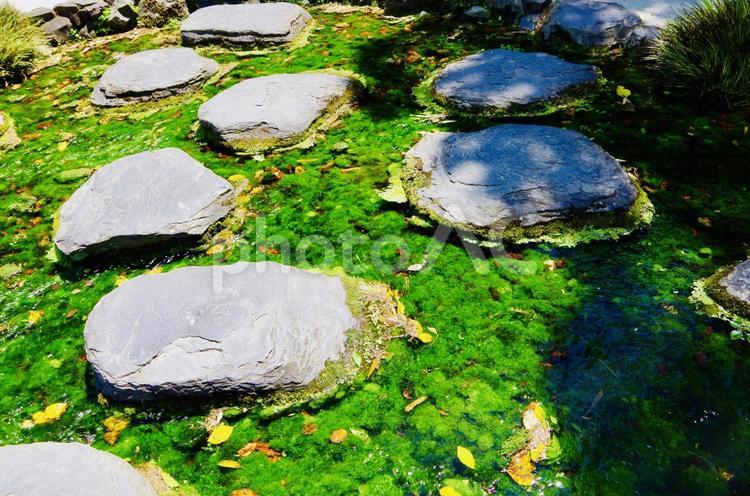 苔に彩られた和の飛び石風景 苔,水辺,緑の写真素材