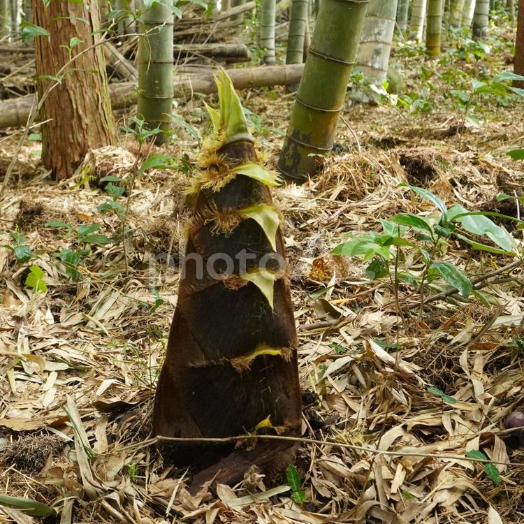 孟宗竹のタケノコ・正方形 タケノコ,竹林,筍の写真素材