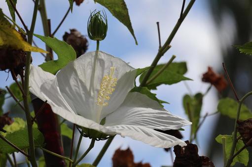白い花びらのタイタンビカスの花のアップ 白い,花びら,タイタンビカスの写真素材