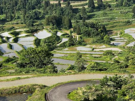 星峠の棚田 星峠の棚田,星峠,棚田の写真素材