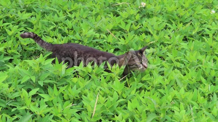 草むらをパトロールするモフモフな猫 猫,キジトラ,草むらの写真素材
