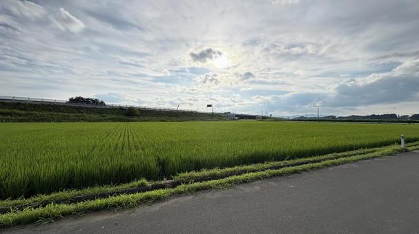 田んぼ 田んぼの写真