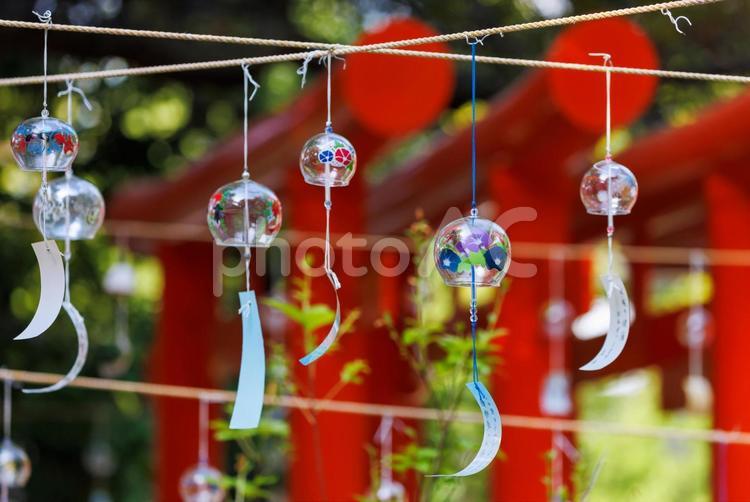 大阪蜂田神社の風鈴まつり 風鈴,蜂田神社,神社の写真素材