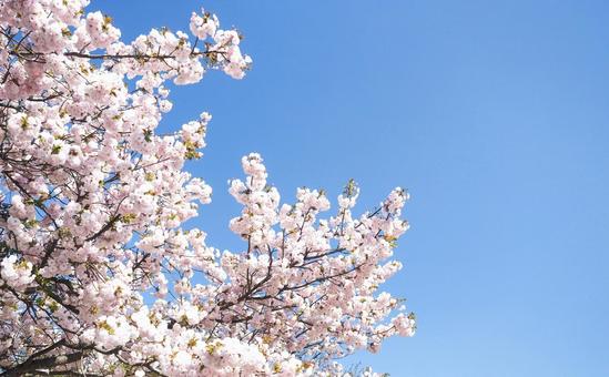 青空とピンク色の可愛い桜の花 青空とピンク色の可愛い桜の花の写真