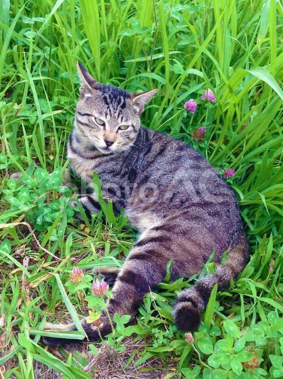 草むらで振り返る猫 猫,ねこ,ネコの写真素材