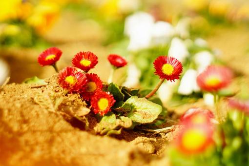 花 花の写真