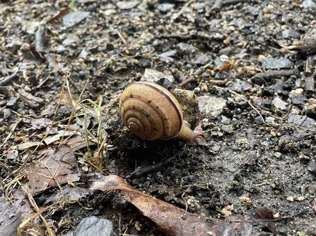 カタツムリ カタツムリの写真