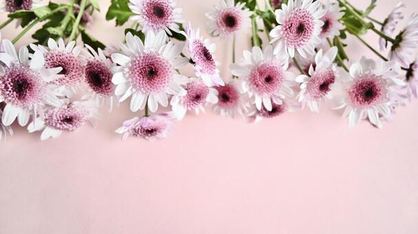 ピンクのお花の壁紙 菊,洋菊,マムの写真素材