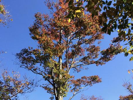 紅葉前の木と秋空 紅葉前の木と秋空の写真