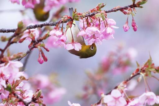 河津桜の蜜を吸うメジロ 桜,メジロ,春の写真素材