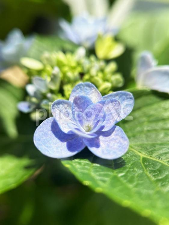 紫色のアジサイの花のクローズアップ アジサイ,あじさい,紫陽花の写真素材