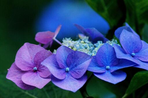 紫陽花の花-120 紫陽花の花-120の写真
