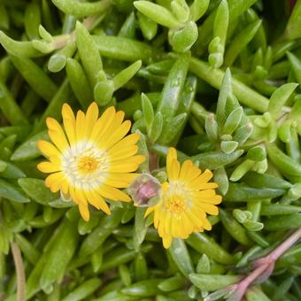 Flower マツバギク,小さい花,きいろの写真素材