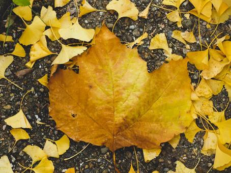 大きな落ち葉 銀杏,イチョウ,落ち葉の写真素材