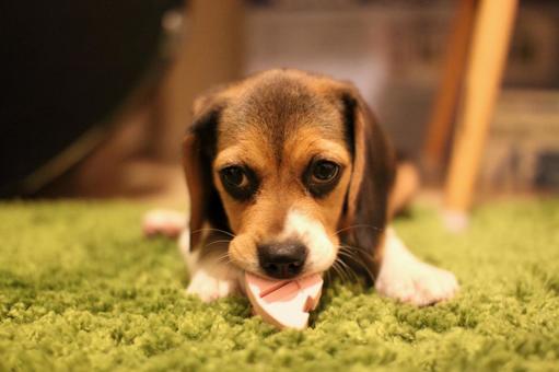 おもちゃを噛んで遊ぶビーグル犬の子犬 おもちゃを噛んで遊ぶビーグル犬の子犬の写真