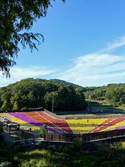 ダリア ダリア ダリア,ガーデニング,菊の写真素材