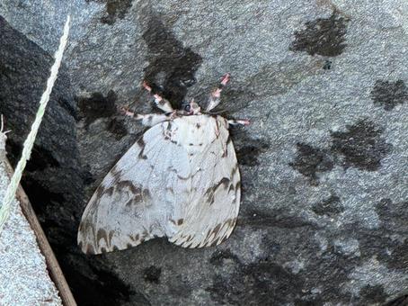 マイマイガ 自然,風景,目立つの写真素材
